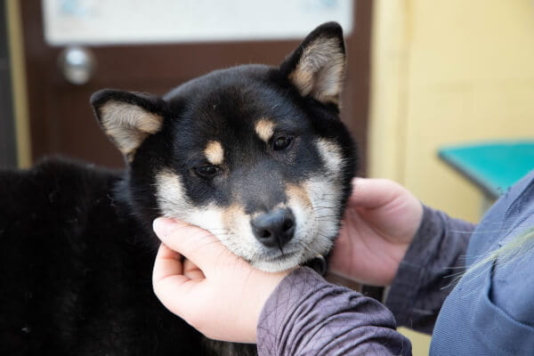 陽性強化トレーニングを取り入れています