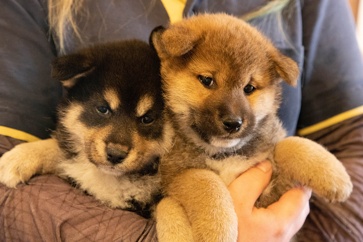 柴犬専門のブリーダー