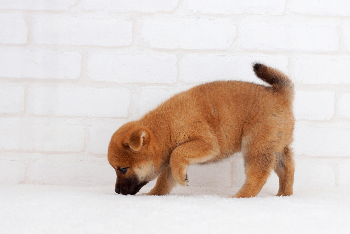 柴犬の特徴