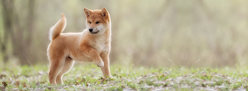 柴犬について